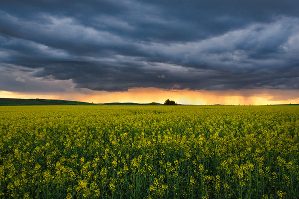 Blühender Raps und Wolkenspektakel bei Heeselicht.