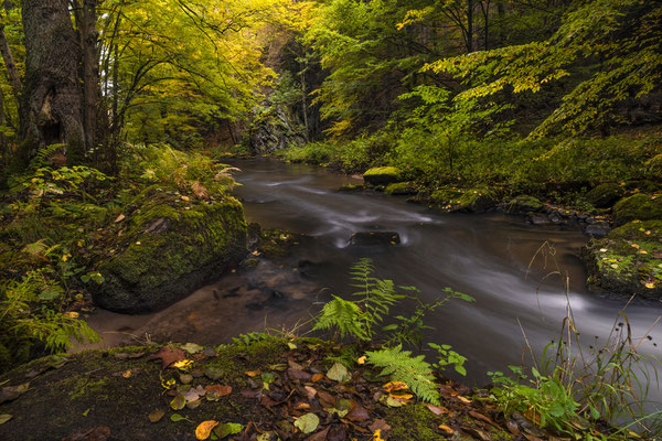 Herbstfarben an der Polenz.