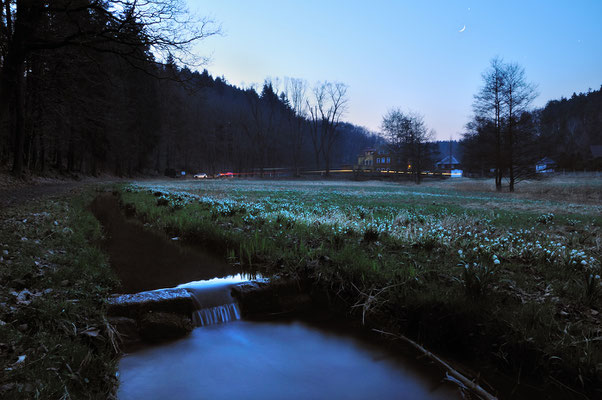 Die Nacht bricht herein an den Märzenbecherwiesen im Polenztal, hier bei der Bockmühle. Vom Himmel grüßt der Mond.