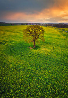 Ein recht bekannter Solitärbaum zwischen Hohburkersdorf und Heeselicht.