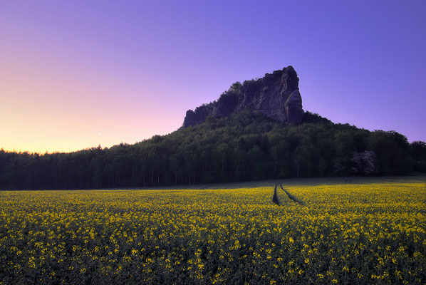 Morgendämmerung und Rapsblüte am Lilienstein. 