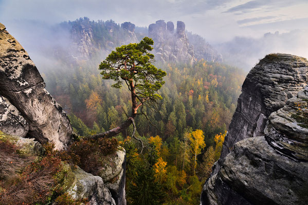 Herbstmorgen an der Pölkingkiefer im Basteigebiet.