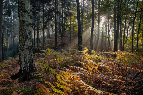 Die letzten Nebelschwaden liegen an diesem Morgen in der Luft als ich in einem Wald bei Papstdorf unterwegs bin. Wunderschön brechen sich die Sonnenstrahlen im Dunst. 