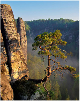 Sonnenaufgang an der Pölkingkiefer im Basteigebiet. 