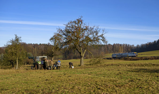 Doch schon wenige Minuten später als der Desiro von Neustadt nach Sebnitz auftaucht sind die Äpfel durch die fleißigen Bauern von den Bäumen geschüttelt. Krumhermsdorf, Ende November 2016.