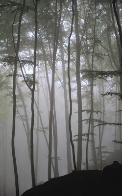 Im Nebelwald unterhalb des Liliensteins. 