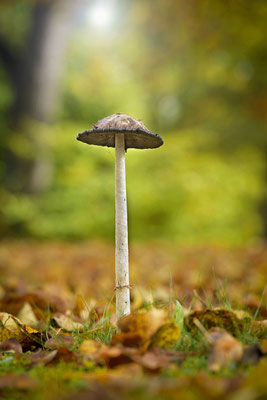 Pilze gehören zum Herbst einfach dazu - auch als Fotomotiv. 