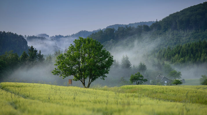 Morgenstimmung am Lichtenhainer Panoramaweg. 