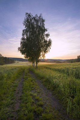 Morgenstimmung am Lichtenhainer Panoramaweg. 