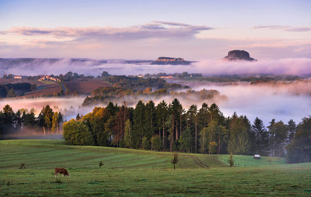 Herbstmorgen mit perfektem Bodennebel am Adamsberg bei Altendorf. 