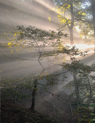 Eindrucksvoller Sonnenaufgang im Wald unterhalb des Liliensteins. 