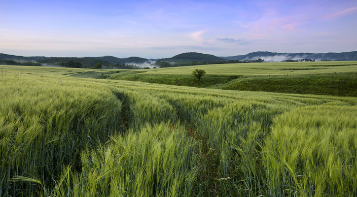 Morgenstimmung bei Lichtenhain. 