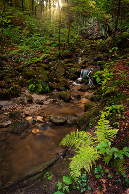 Idyllischer Bachlauf in einem Seitental des Polenztals.