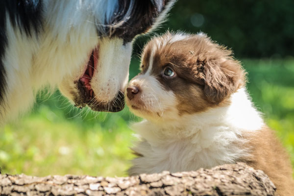 Ein Hund zieht ein Hundetraining für deinen alltagsfitten Hund!