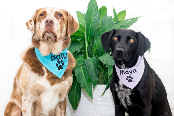 Therapiehunde Maya&Balu "Ergotherapie Astrid Stahlmann UG", Gera