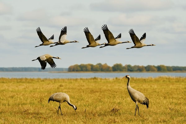 Ferienhaus Wiesenblick in Pruchten - Kranichbeobachtung