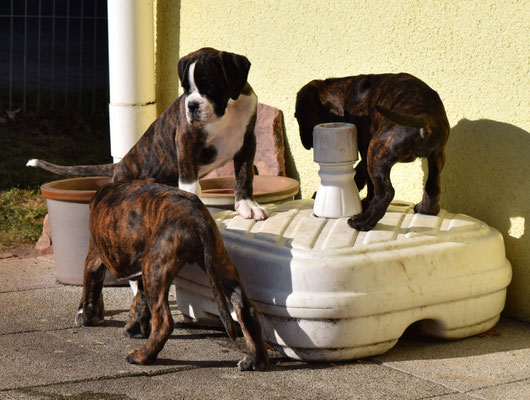 Rio, Ruukie und Rayka v.d. Goldstadt