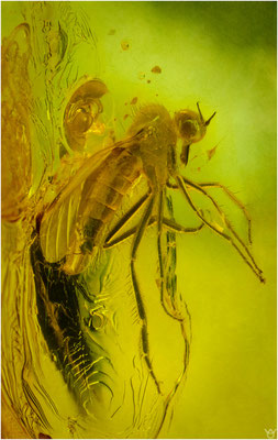 701. Empididae. Tanzfliege. Baltischer Bernstein.