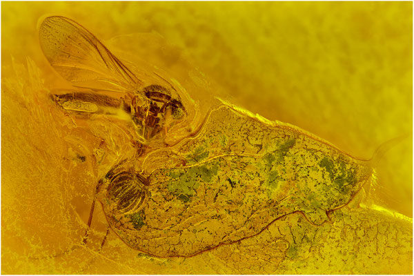 72b. Psocopptera. Staublaus. Sphaeropsocus kuenowii.  Nematocera. Mücke. Baltischer - Bernstein. 