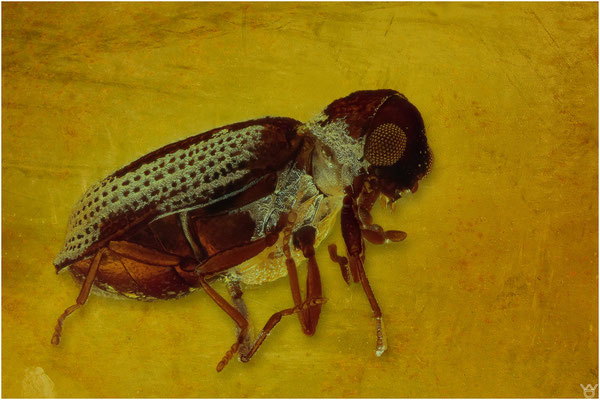 769, Coleoptera. Käfer. Baltischer Bernstein.