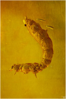 763. Bettle Larvae. Käfer Larve. Baltischer Bernstein.