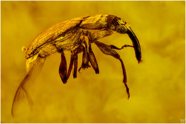 1813, Curculionidae, Rüsselkäfer, Dominican Amber