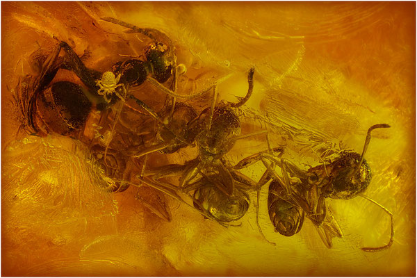 87. Formicidae, Ameise, Acari, Milbe, Baltic Amber