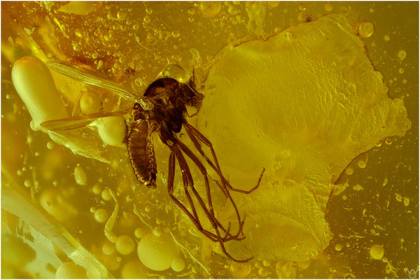 706. Nematocera. Mücke. Baltischer Bernstein.