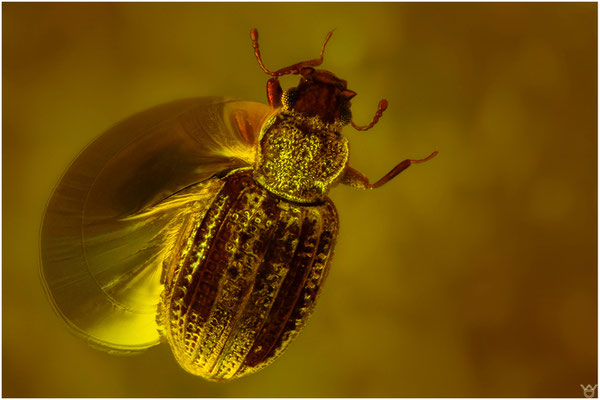 781. Coleoptera. Käfer. Baltischer Bernstein.