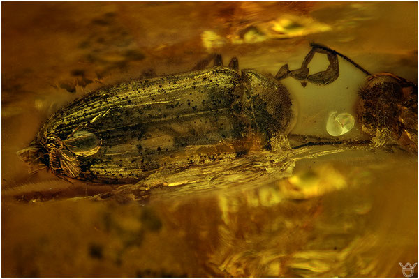 1456. Coleoptera. Käfer. Baltischer Bernstein.