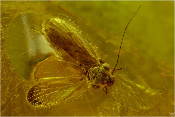 419. Psocoptera, Staublaus, Baltic Amber