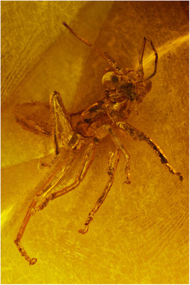 95. Mantophasmatode. Gladiatorenschrecke. Baltischer - Bernstein. 