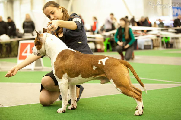 Лщ 01. Rus irene's питомник. Лщ 1. Лщ 1. Монопородная выставка вео в москве 2021.