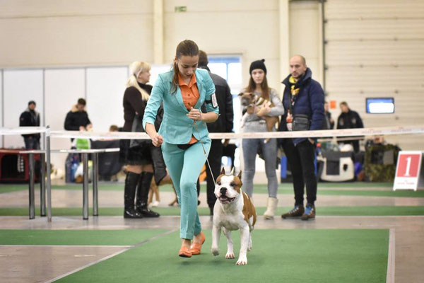 Тайна севера питомник екатеринбург. Лщ 1. Ас лщ. Лщ9. Лщ 1.