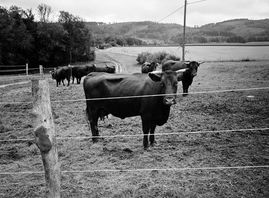 Fuji GS645w Kodak T-Max 400