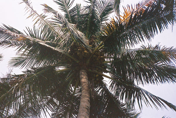 Yashica T3 Kodak Portra 400