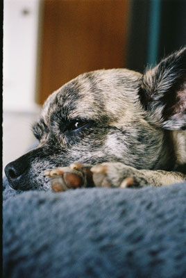 Pentax 17 Kodak Portra 400