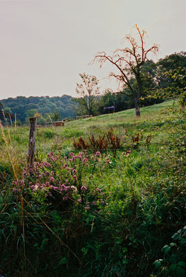 Pentax 17 Kodak Portra 400