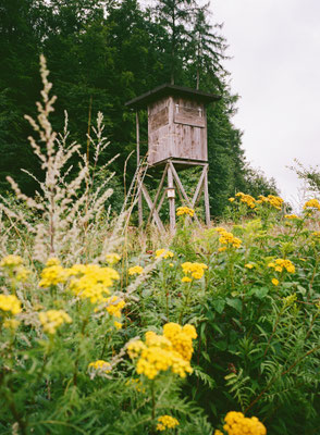 Fuji GS645w Kodak Gold 200