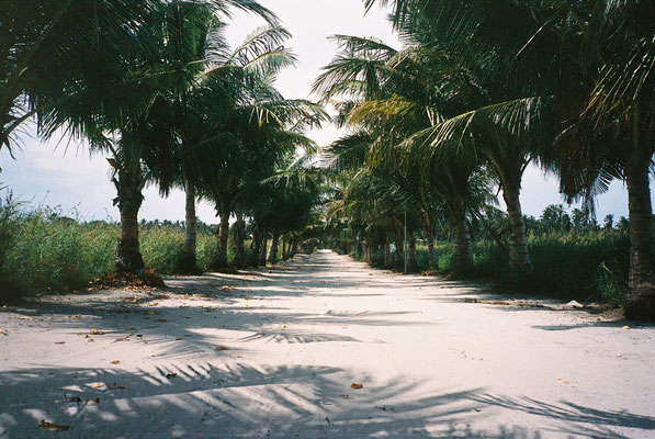 Yashica T3 Kodak Portra 400