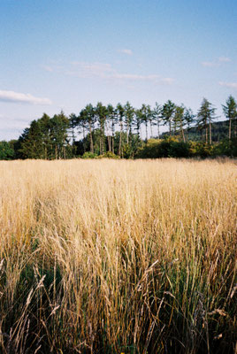 Pentax 17 Kodak Portra 400