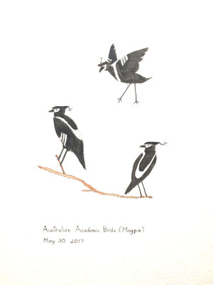 Australian Academic Birds (Magpie) May 30 2017