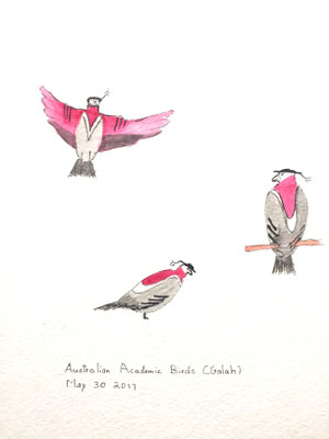 Australian Academic Birds (Galah) May 30 2017