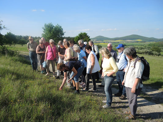 ^NABU und Rhönklub Hünfeld, Orchideenwanderung, am 17.05.2017