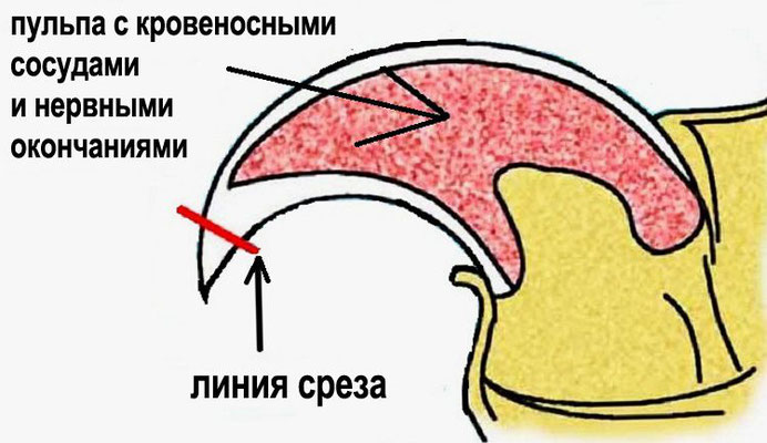 чем вычесывать корниш рекса. Смотреть фото чем вычесывать корниш рекса. Смотреть картинку чем вычесывать корниш рекса. Картинка про чем вычесывать корниш рекса. Фото чем вычесывать корниш рекса