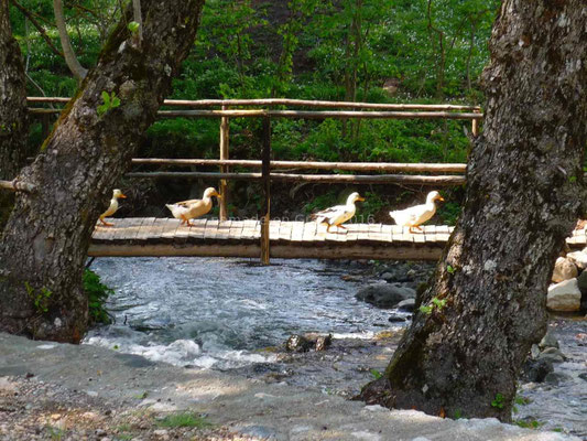Avec un pont sur lequel passent les canards