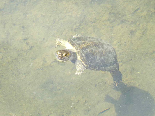 Le site est envahi de petites tortues aquatiques