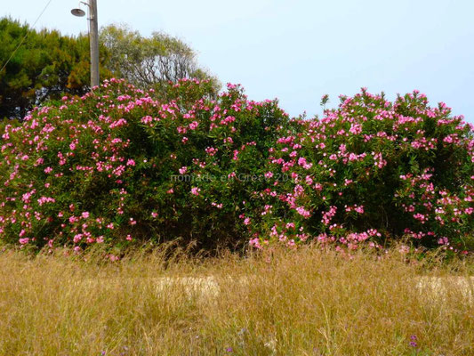 Les lauriers-roses sont en fleurs 