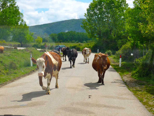 Nous devons partager la route avec les vaches.