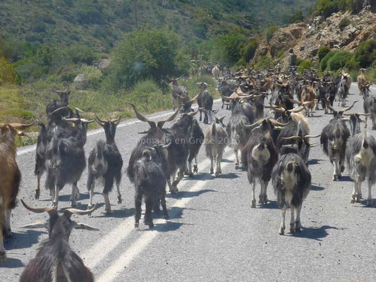 Sur la route un troupeau de plus de 100 chèvres.